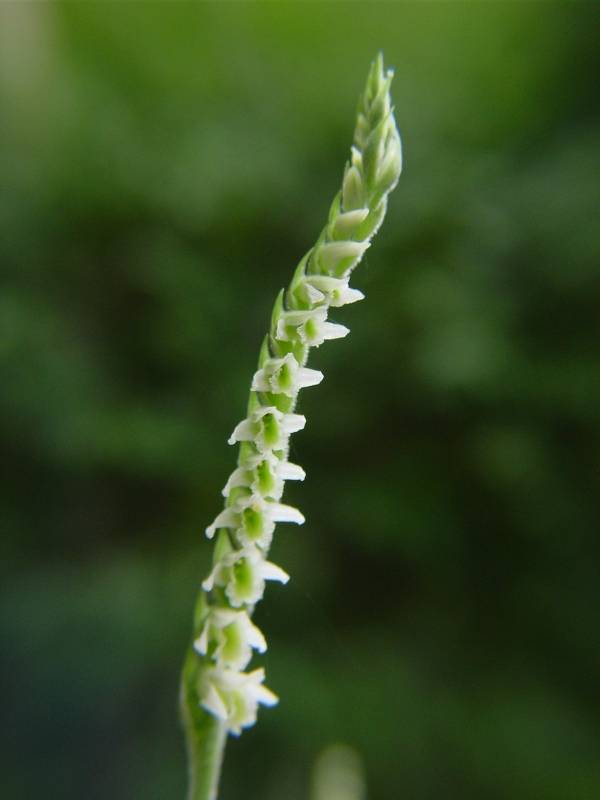 Lorchidea dellautunno: la Spiranthes spiralis a Ostia